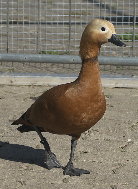 风格